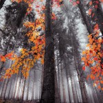 Natura